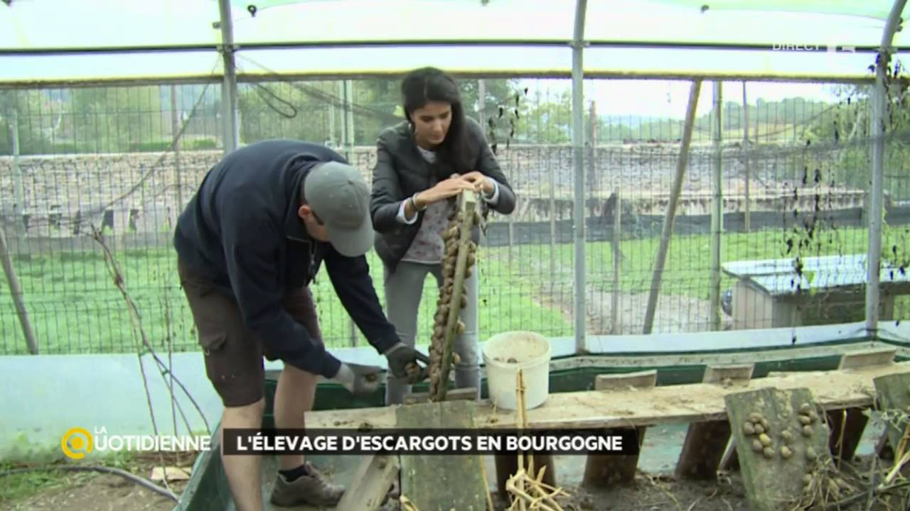 Les Escargots En Bourgogne destiné Elevage Escargot