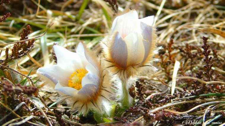 Les Fleurs Blanches – Delphine Vous Emmène Dans Les Pyrénées avec Fleur Qui Pousse Au Printemps