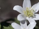 Les Fleurs Sauvages Des Forêts Françaises - Oden Cosmétiques avec Fleur Qui Pousse Au Printemps