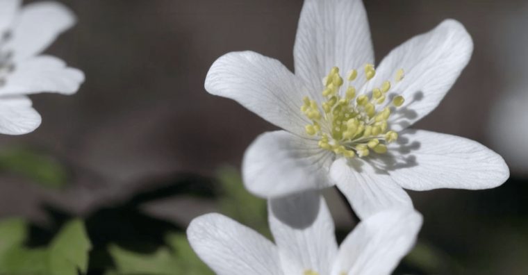 Les Fleurs Sauvages Des Forêts Françaises – Oden Cosmétiques avec Fleur Qui Pousse Au Printemps