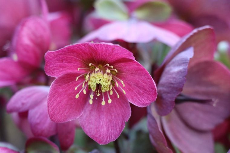 Les Hellébores, Magiques! – La Terre Est Un Jardin à Fleur Qui Pousse Au Printemps