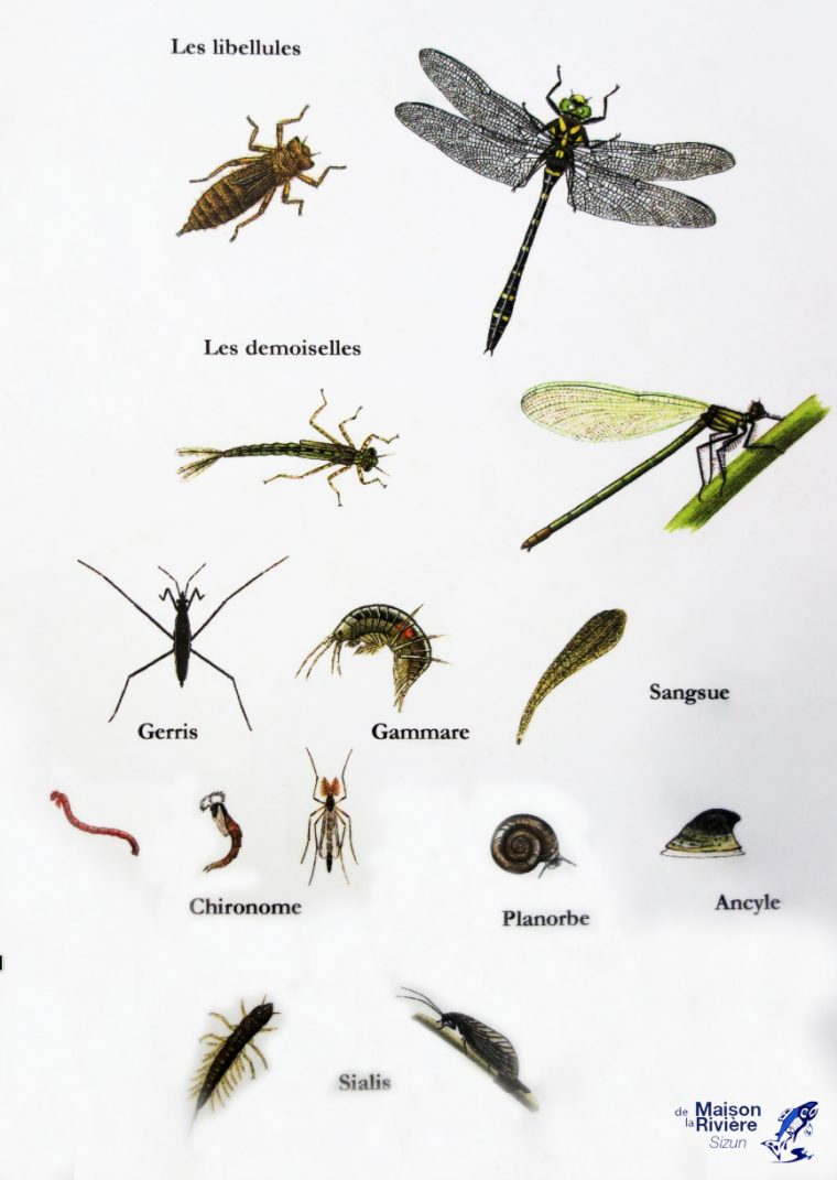 Les Insectes Aquatiques – Mouches-De-Peche.overblog à Les Noms Des Insectes