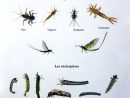 Les Insectes Aquatiques - Mouches-De-Peche.overblog avec Les Noms Des Insectes