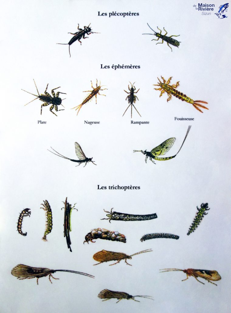Les Insectes Aquatiques – Mouches-De-Peche.overblog avec Les Noms Des Insectes