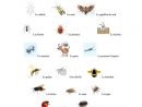Les Insectes Dans La Maison - Réactualisé - Français Fle destiné Les Noms Des Insectes
