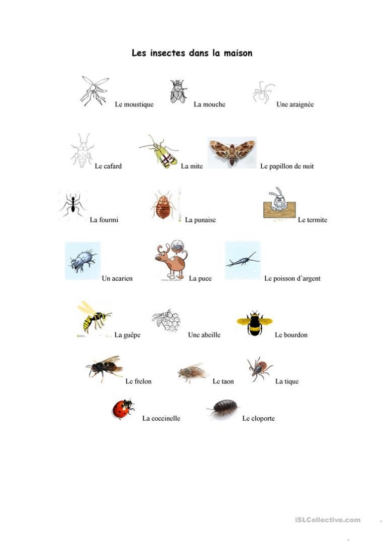 Les Insectes Dans La Maison – Réactualisé – Français Fle destiné Les Noms Des Insectes