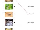Les Insectes - Français Fle Fiches Pedagogiques tout Les Noms Des Insectes