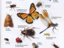 Les Insectes | Insectes, L'éducation Française, Abeille encequiconcerne Les Noms Des Insectes