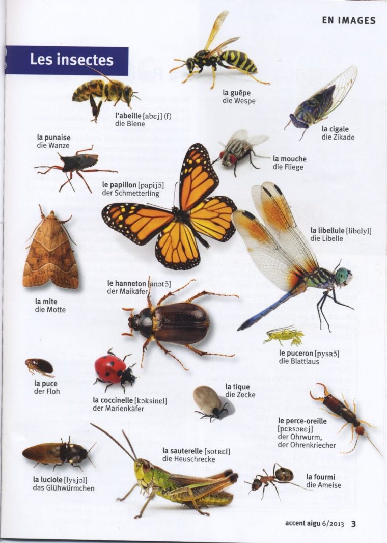Les Insectes | Insectes, L'éducation Française, Abeille encequiconcerne Les Noms Des Insectes
