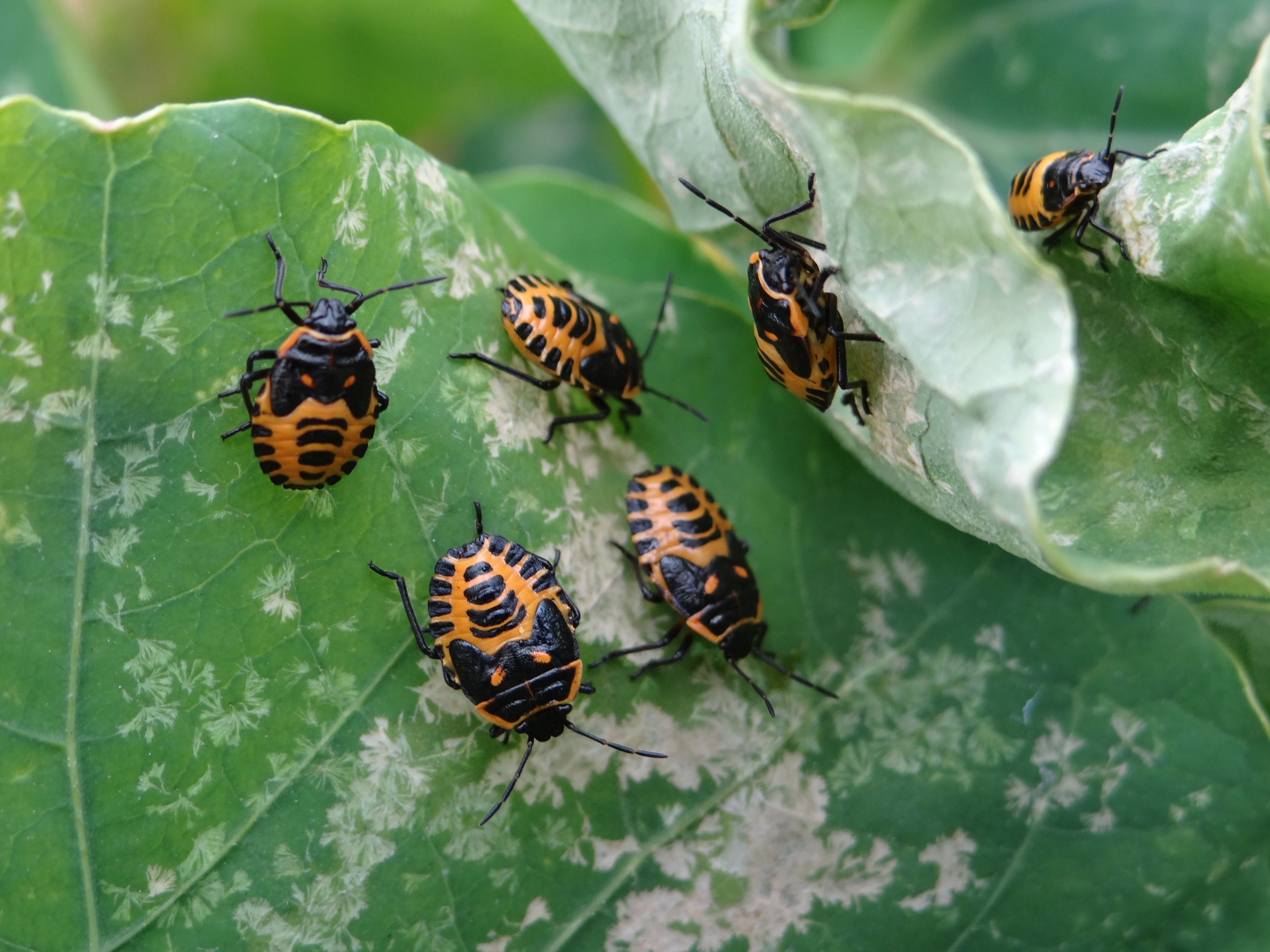 Les Insectes - Jardiner Autrement intérieur Les Noms Des Insectes