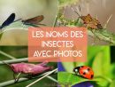 Les Noms Des Insectes Avec Photos - Caractéristiques Et Liste dedans Les Noms Des Insectes