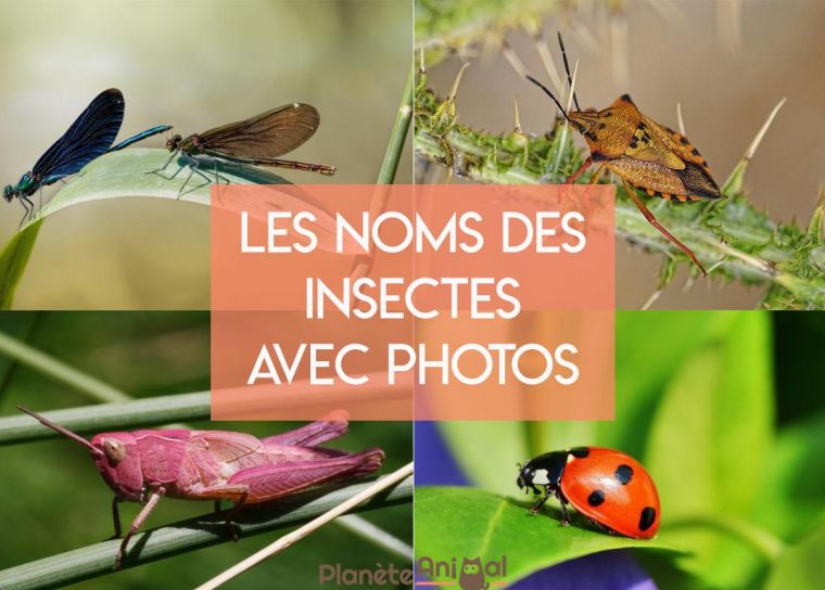 Les Noms Des Insectes Avec Photos – Caractéristiques Et Liste dedans Les Noms Des Insectes