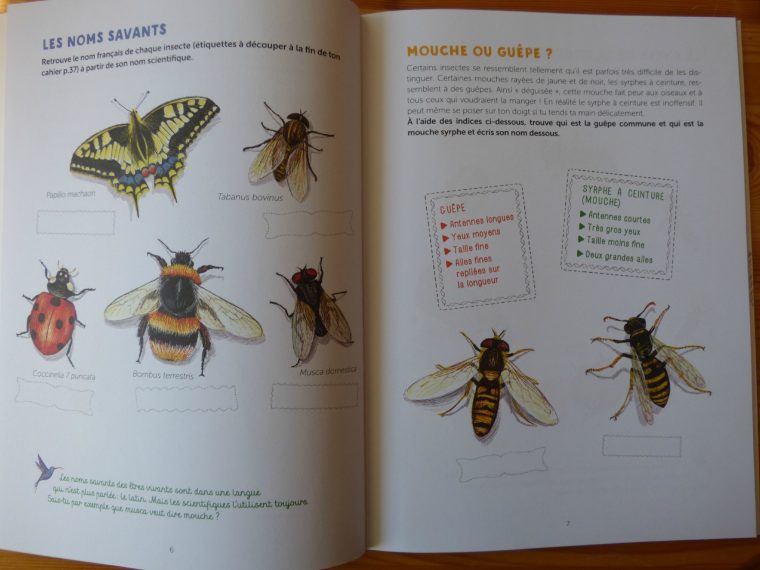 Les Petits Colibris De La Nature – Ressources Pour S'amuser serapportantà Les Noms Des Insectes
