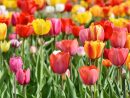 Les Plus Belles Fleurs Du Mois De Mai | Éclosion destiné Fleur Qui Pousse Au Printemps