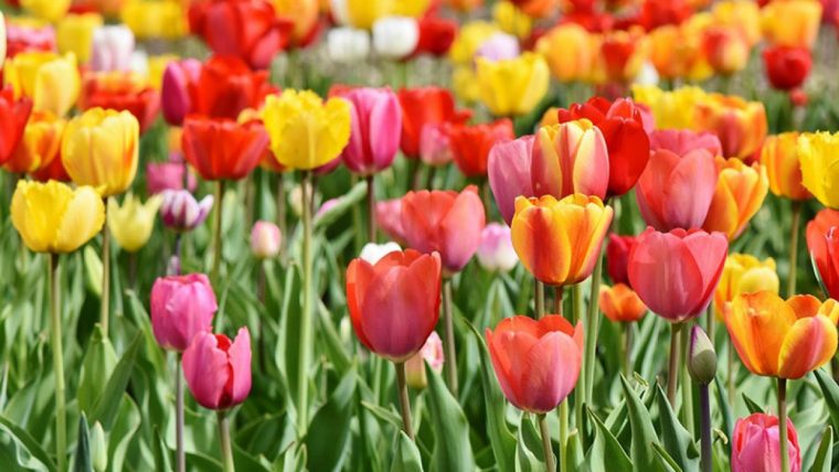 Les Plus Belles Fleurs Du Mois De Mai | Éclosion destiné Fleur Qui Pousse Au Printemps