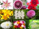 Les Principaux Bulbes De Fleurs De Printemps Et D'été pour Fleur Qui Pousse Au Printemps