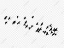 L'oiseau Vole, Voler, Petit Oiseau, Les Oiseaux Fichier Png concernant Vol Petit Oiseau