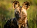 Lycaon Ou Chien Sauvage | Afrique Du Sud Découverte serapportantà Animaux Sauvages De L Afrique