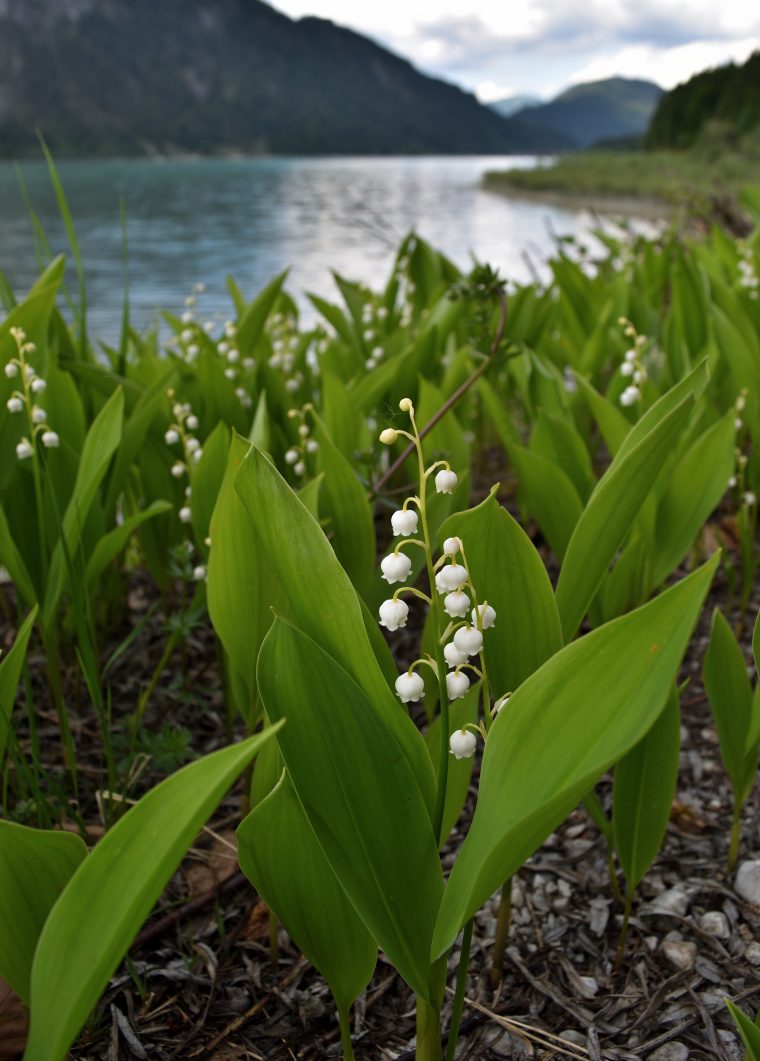 Muguet De Mai — Wikipédia concernant Fleur Qui Pousse Au Printemps