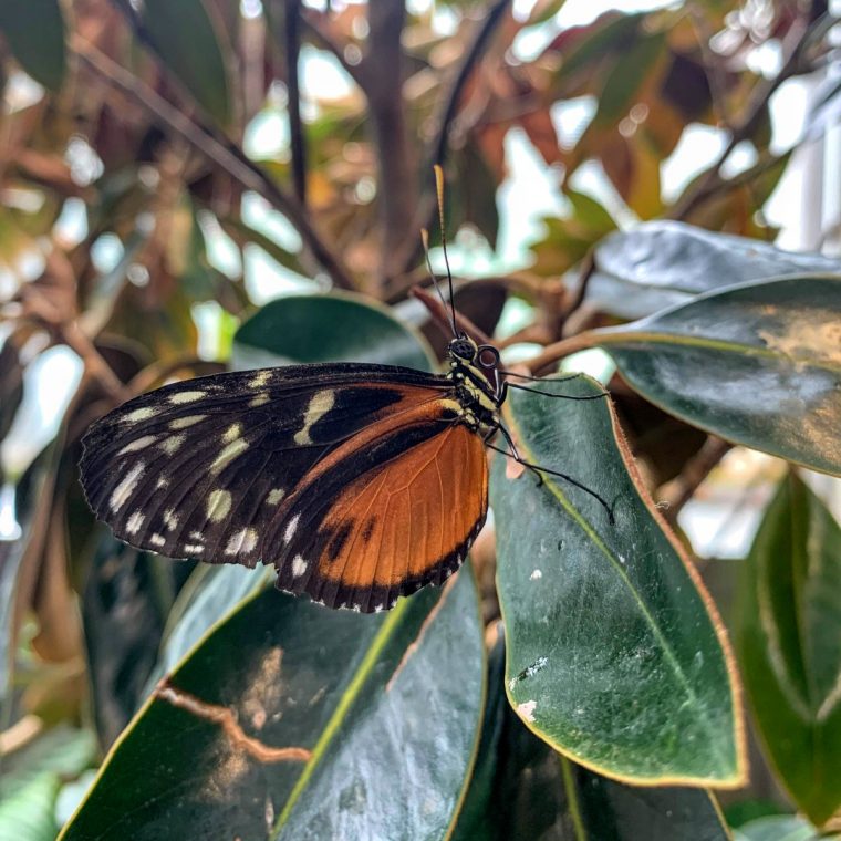 Musée De La Nature On Twitter: "les Plantes Qui Fleurissent pour Fleur Qui Pousse Au Printemps