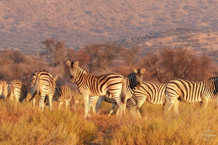 Namibie : Écovolontariat Dans Un Refuge Pour Animaux à Animaux Sauvages De L Afrique
