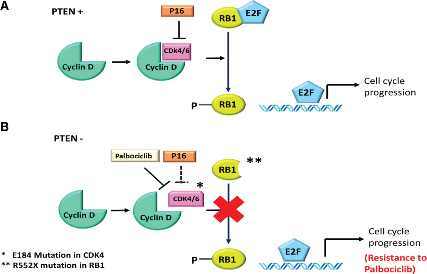 Next-Generation Sequencing Reveals Mutations In Rb1, Cdk4 serapportantà Musique Cycle 2