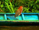 Nos Projets – Concession De Conservation Yanayacu-Maquia En intérieur Dauphin Amazonie