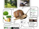 Notre Élevage D'escargots (Avec Images) | Escargot pour Elevage Escargot