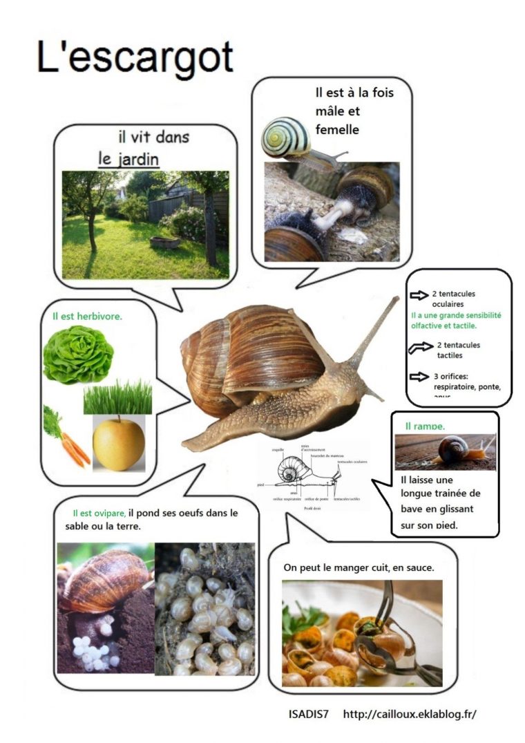Notre Élevage D'escargots (Avec Images) | Escargot pour Elevage Escargot