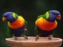 Oiseau Deux Perroquets Colorés Images Photos Gratuites destiné Images D Oiseaux Gratuites