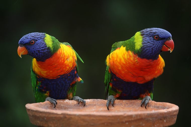 Oiseau Deux Perroquets Colorés Images Photos Gratuites destiné Images D Oiseaux Gratuites