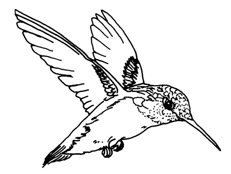 Oiseau En Vol – Coloriage D'oiseaux – Coloriages Pour Enfants à Vol Petit Oiseau