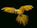 Oiseaux - Perroquet - Render-Tube - Gratuit - Le Blog De tout Images D Oiseaux Gratuites