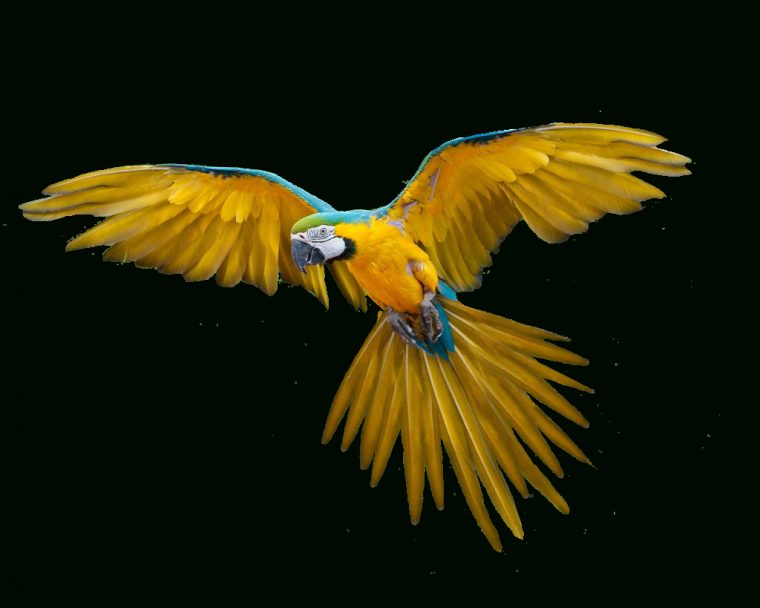 Oiseaux – Perroquet – Render-Tube – Gratuit – Le Blog De tout Images D Oiseaux Gratuites