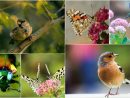 Photos (1) : Oiseaux Et Papillons destiné Images D Oiseaux Gratuites
