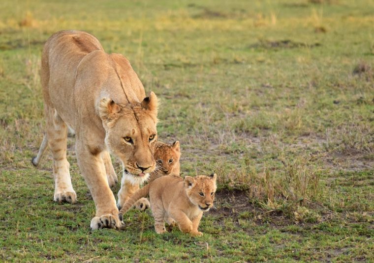 Photos : Les Familles D'animaux Sauvages Dans La Savane dedans Animaux Sauvages De L Afrique
