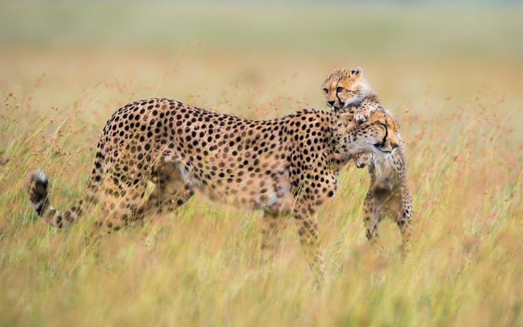 Photos : Les Familles D'animaux Sauvages Dans La Savane tout Animaux Sauvages De L Afrique