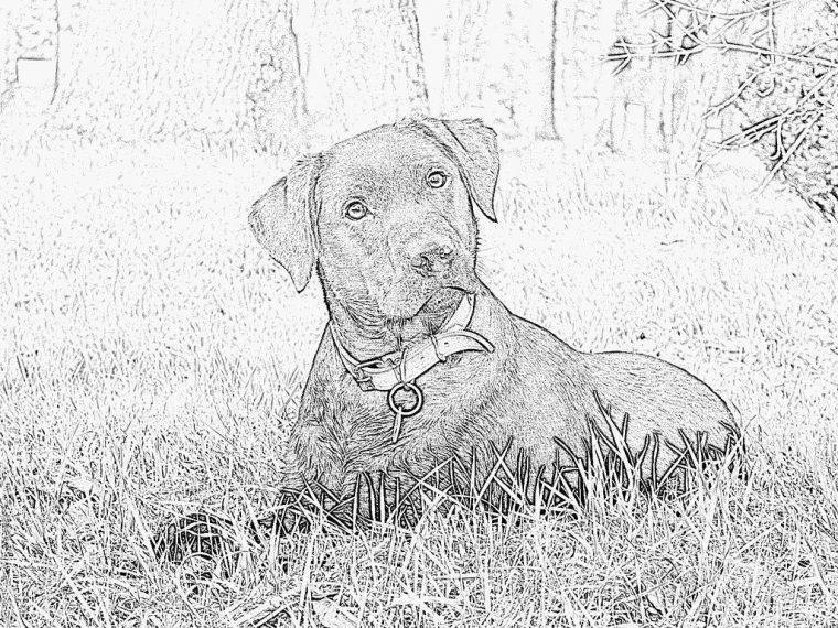 Pin On Coloriage Dessin intérieur Coloriage Labrador