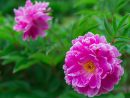 Pivoine - Toutes Les S Sur Les Pivoines Herbacees concernant Fleur Qui Pousse Au Printemps