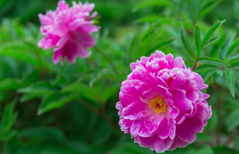 Pivoine – Toutes Les S Sur Les Pivoines Herbacees concernant Fleur Qui Pousse Au Printemps