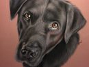 Portrait De Labrador Noir, Réalisé Au Pastel | Labrador Noir intérieur Coloriage Labrador