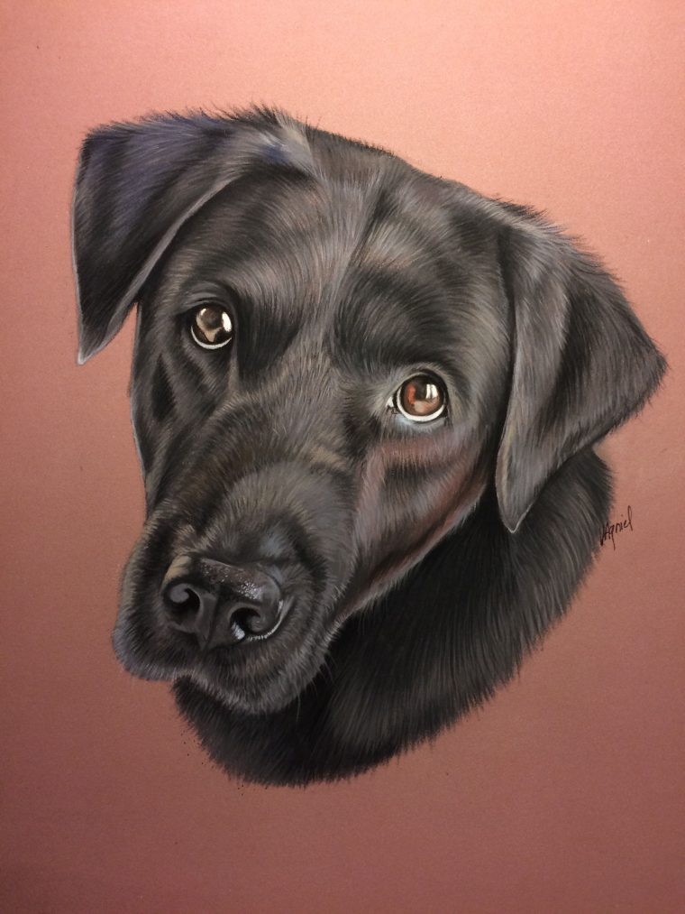 Portrait De Labrador Noir, Réalisé Au Pastel | Labrador Noir intérieur Coloriage Labrador