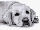 Portrait Dessiné D'un Adorable Chiot Labrador : Dessins Par dedans Coloriage Labrador