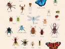 Poster Géant Plastifié : Insectes | Poster, Poster Geant destiné Les Noms Des Insectes