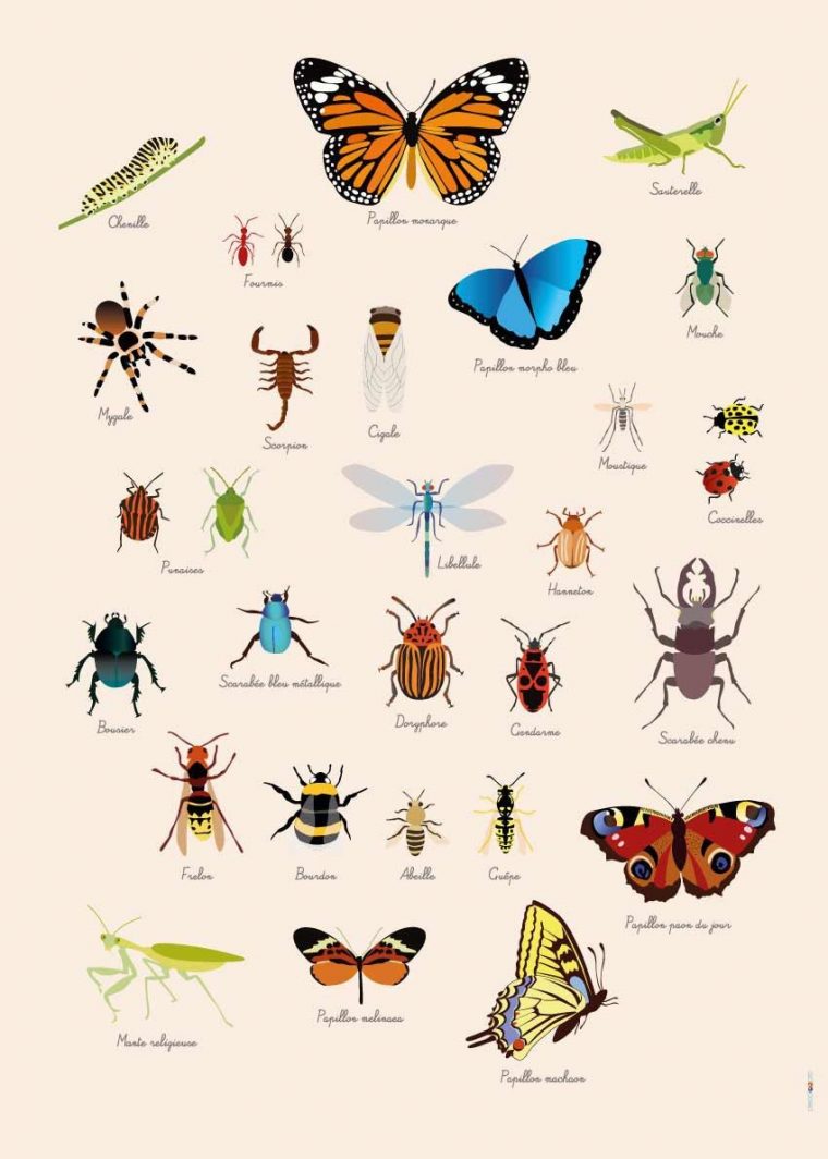 Poster Géant Plastifié : Insectes | Poster, Poster Geant destiné Les Noms Des Insectes
