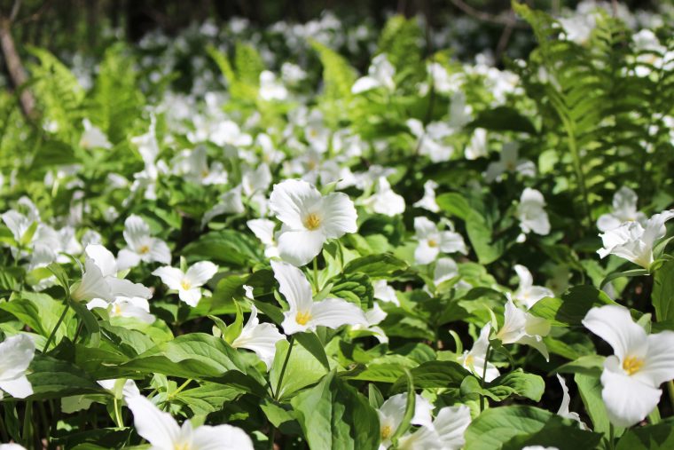 Projet Le Tour Les Plantes Printanières – Projet Le Tour intérieur Fleur Qui Pousse Au Printemps