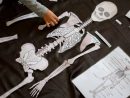 Puzzle Des Os De Squelette A Reconstituer - 1 Mètre - À à Squelette A Imprimer
