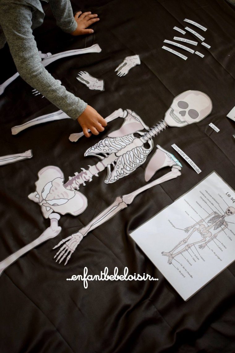 Puzzle Des Os De Squelette A Reconstituer – 1 Mètre – À à Squelette A Imprimer
