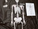 Puzzle Des Os De Squelette A Reconstituer - 1 Mètre - À avec Squelette A Imprimer
