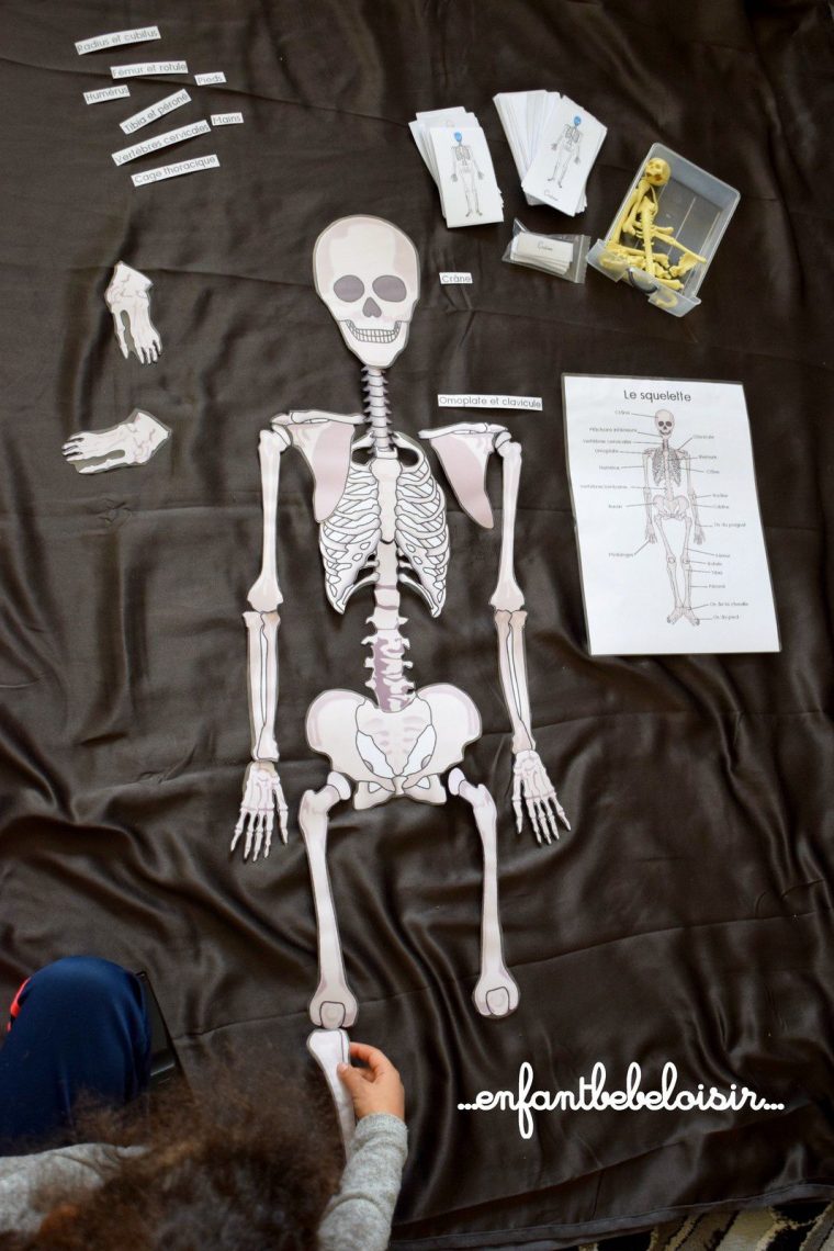 Puzzle Des Os De Squelette A Reconstituer – 1 Mètre – À avec Squelette A Imprimer